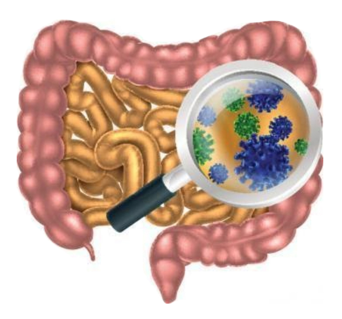 Illustration of a gut microbiome